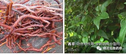 中药饮片独角牛别名,中药饮片大芸的别名