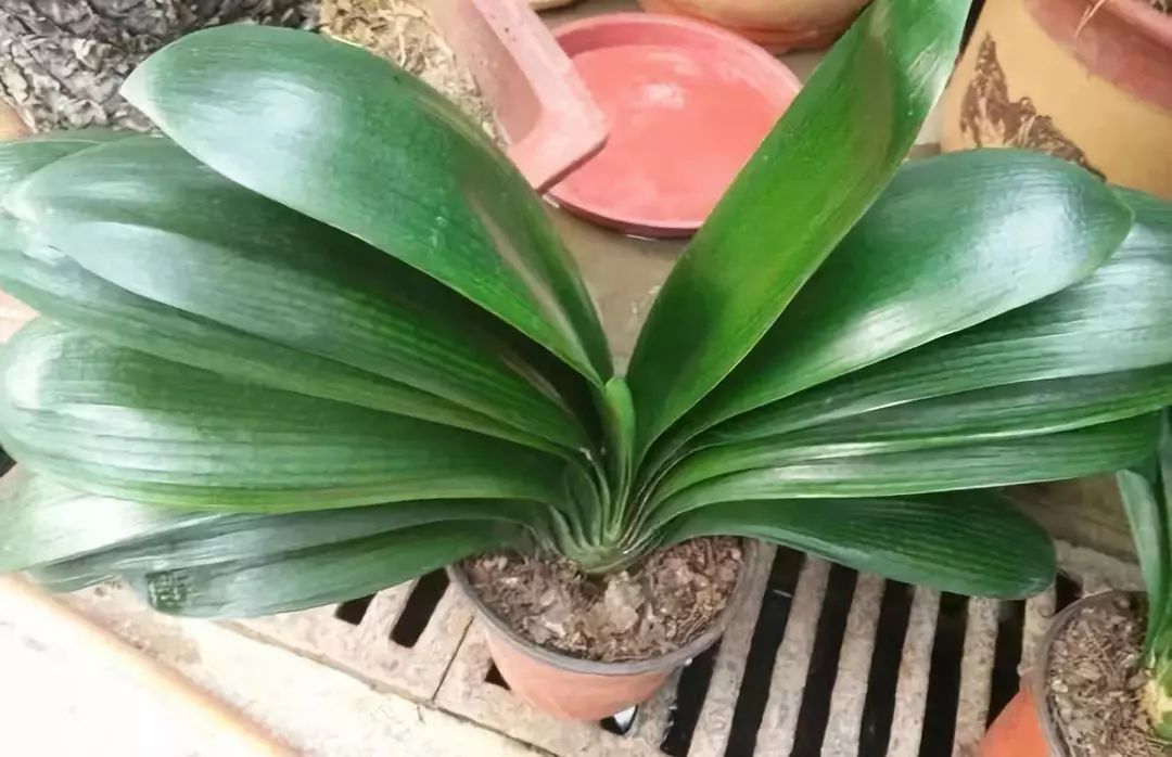 适合阳台养的四季开花有花香的花,花期长耐热耐寒又好养的花卉