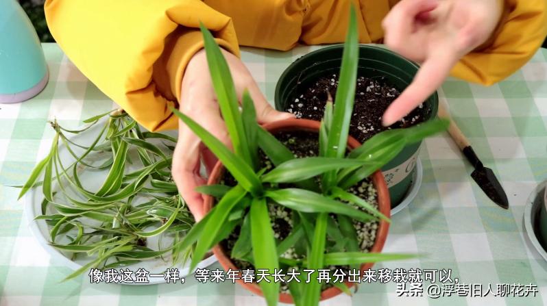 吊兰长的爆盆能直接全剪掉吗,吊兰怎么养才能长出小吊兰图片