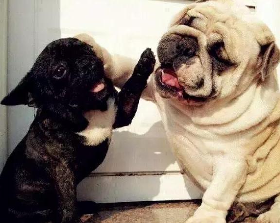 看起来很凶但很认主的狗狗,看起来像好人的狗狗