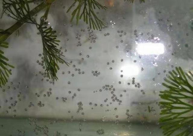 这四种嘴巴很贱的观赏鱼,优点就是很容易繁殖到爆缸!