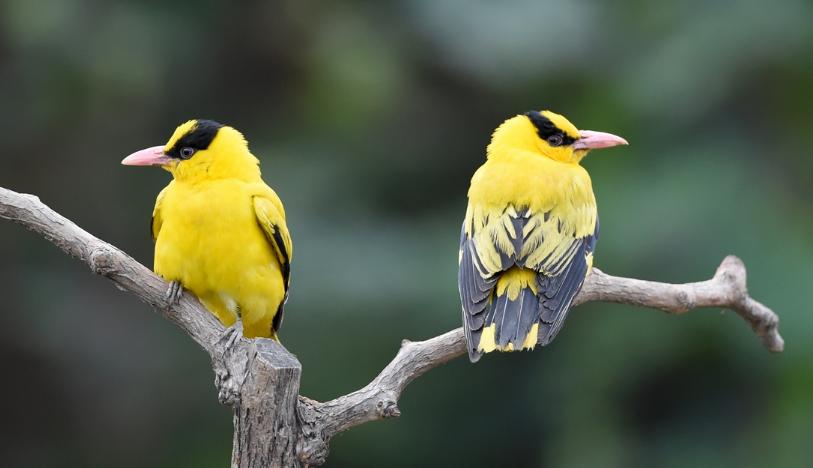 两个黄鹂鸣翠柳是什么行为,两个黄鹂鸣翠柳解释幼儿园
