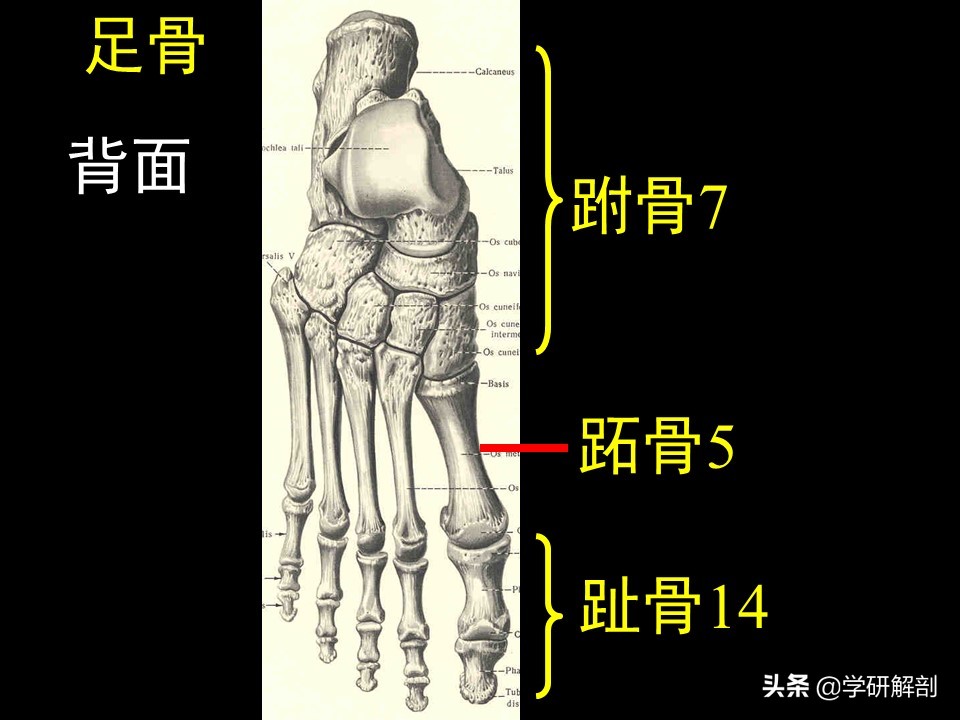 手骨和足骨各有多少块,手骨的腕骨相当于足骨的什么骨