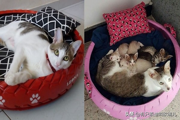 巴西艺术家巧手改造废轮胎变宠物床！毛孩试躺超满足