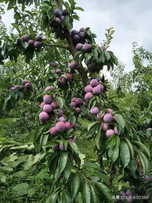 汉源土特产有哪些,汉源才有的美食