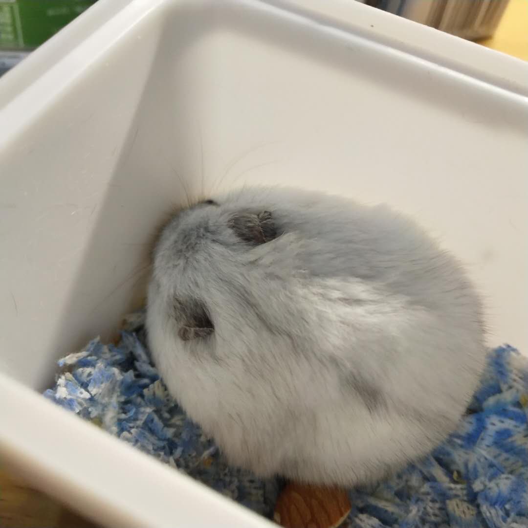 有关仓鼠你不知道的冷知识,给仓鼠乱吃东西仓鼠的异常表现