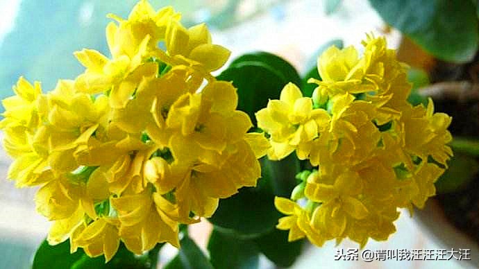 长寿花花卉盆栽养护教学,长寿的花卉怎样养