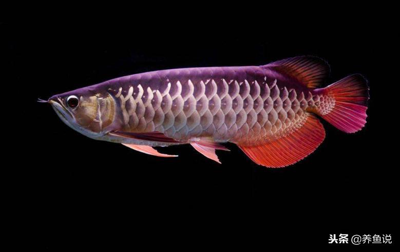 怎么挑好的观赏鱼,观赏鱼怎么选好鱼苗呢