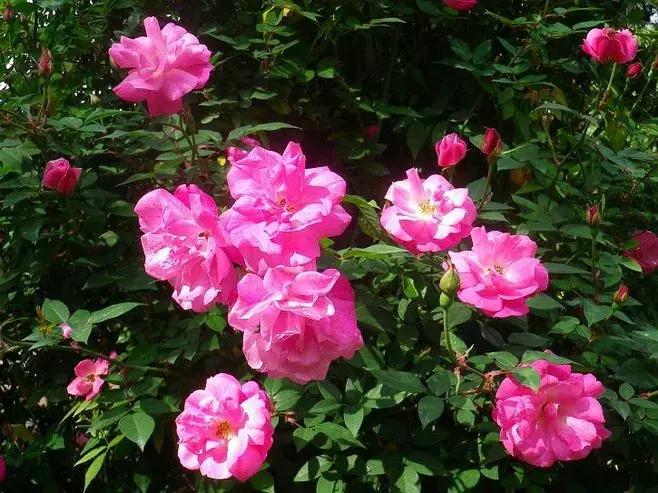 真正的中国十大名花,中国十大名花超漂亮