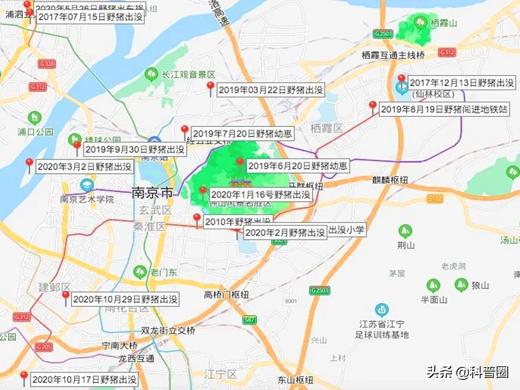 目前国内野猪泛滥的情况怎么样了,野猪泛滥成灾真的有必要保护吗