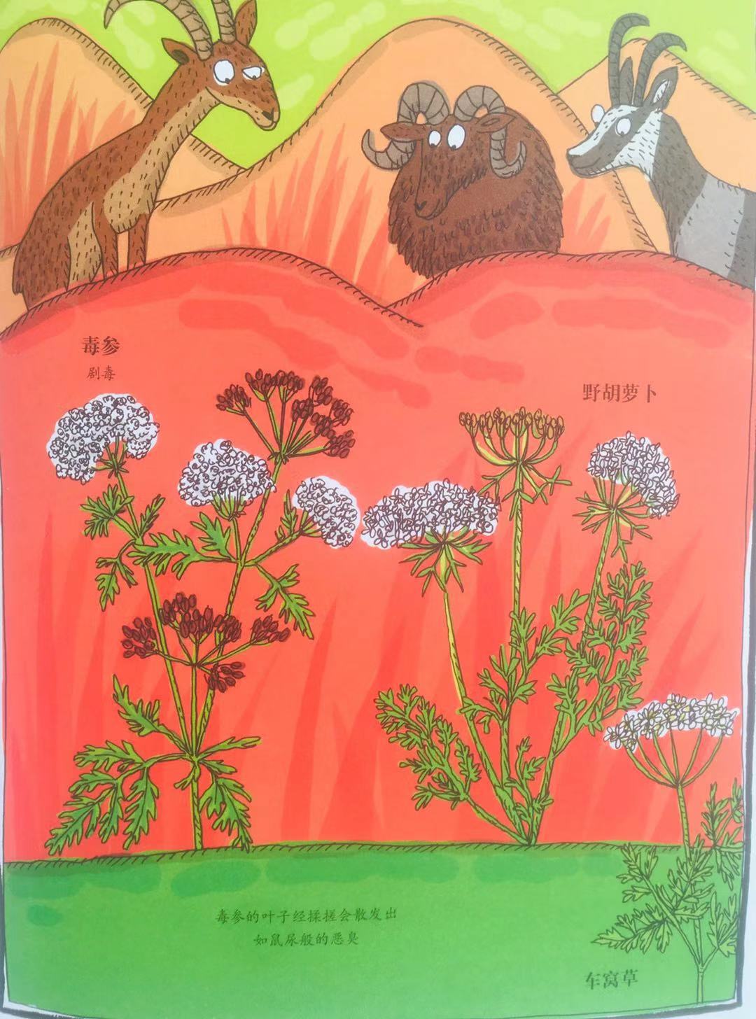 草莓长在树上好看吗,草莓是生命力顽强的植物