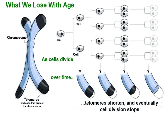 乌龟为什么能长寿,乌龟为什么这么长寿