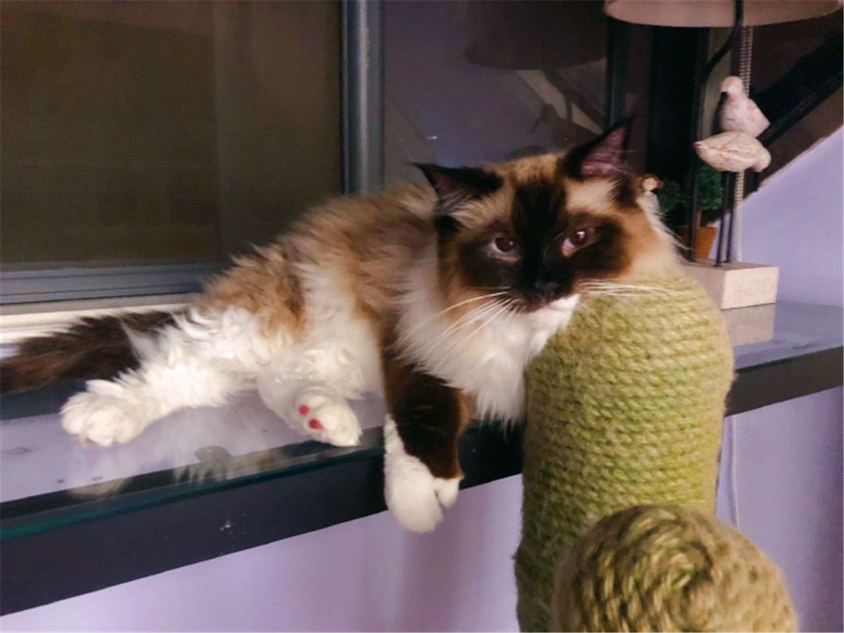 被猫抓伤确诊猫抓病,被猫咪抓了会得猫瘟吗