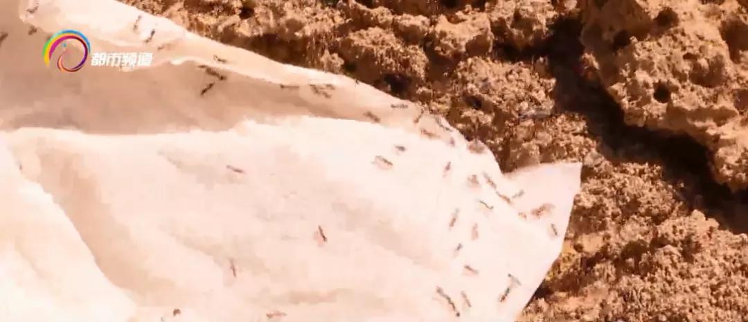 被广东的红火蚁咬了用什么药,多名村民被红火蚁咬伤