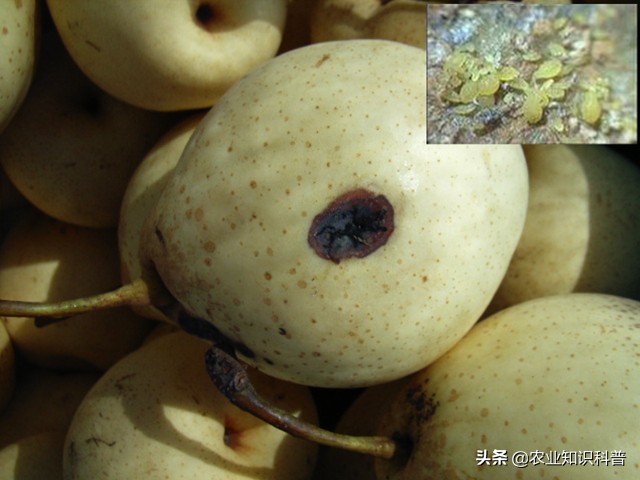 水果套袋为什么还是防不了虫,水果套袋能否防虫害完整实验步骤