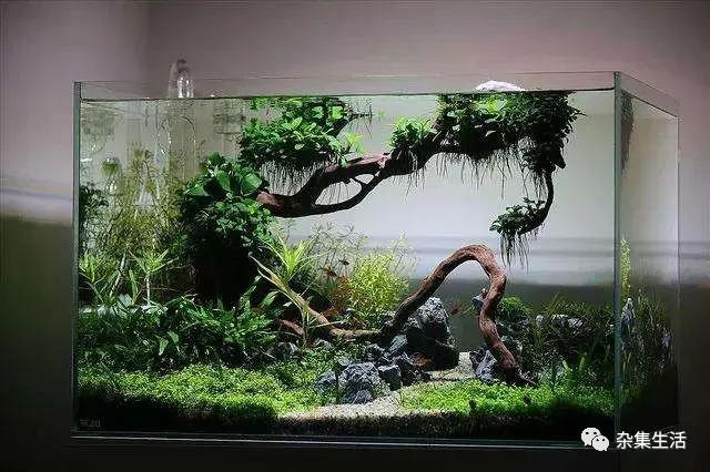 热带观赏鱼哪种容易养,热带小型观赏鱼饲养难易程度排名