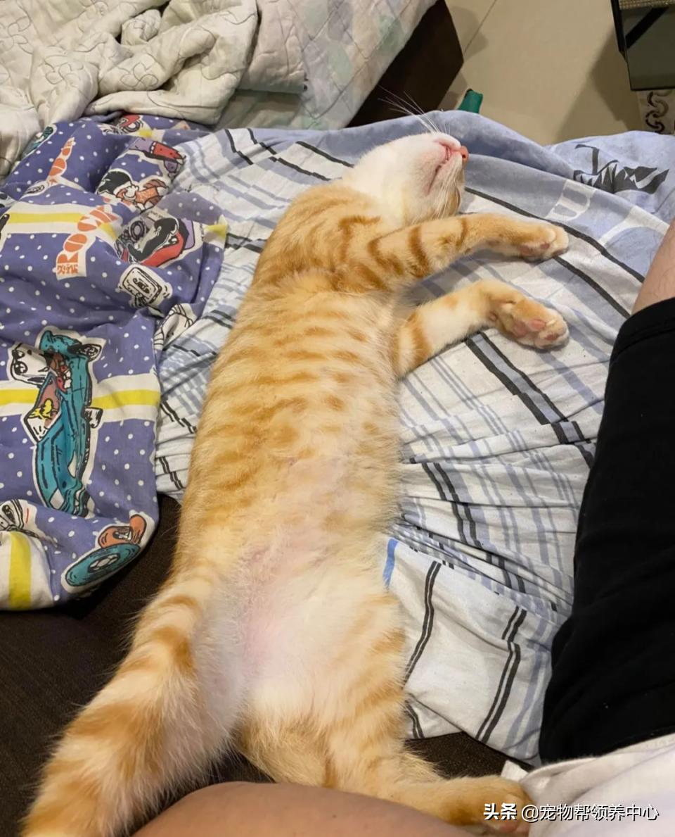 橘猫整日不出闺房却突然胎动？检查令爸崩溃：哪个死小子干的？