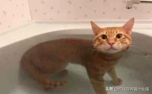 洗猫妙招,洗猫绝招