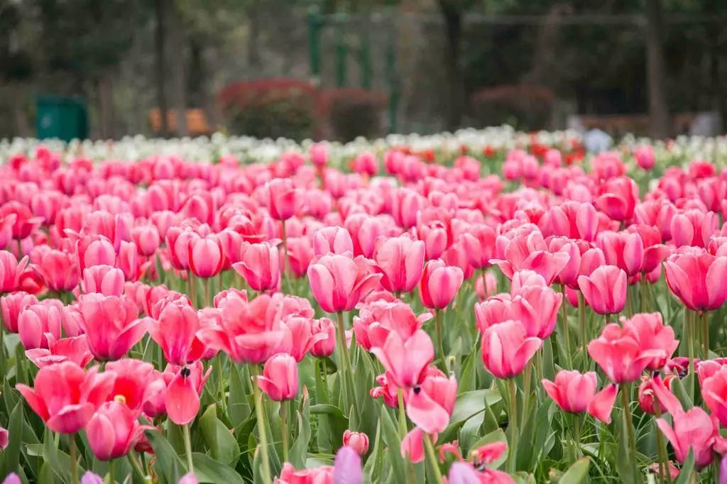 三月踏青去哪里,三月春游一日游攻略
