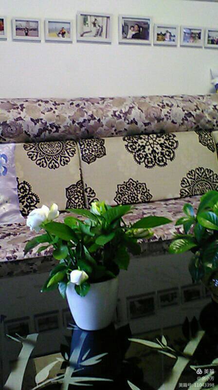 栀子花开舞蹈视频,栀子花开何炅