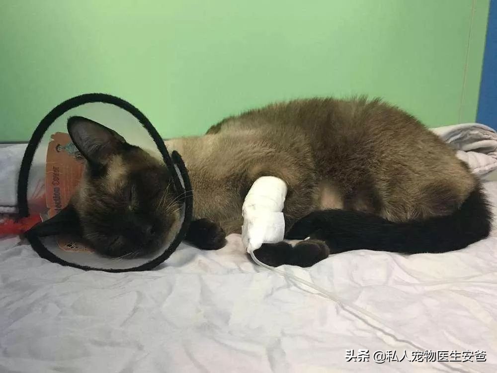 如何避免猫传腹，论猫咪日常护理的必要性