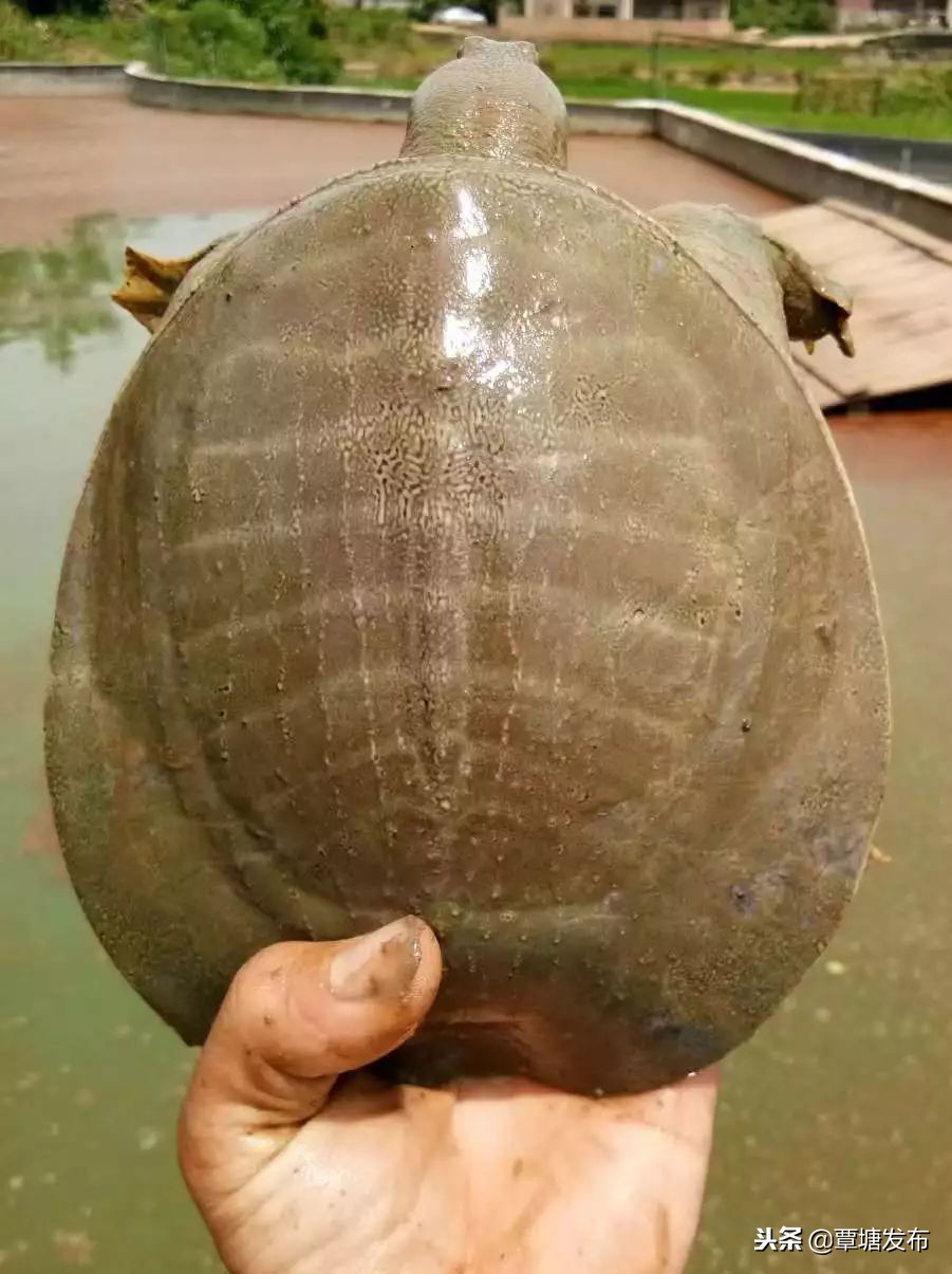 村子里的养殖场,我的家庭养殖场