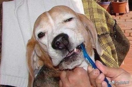 夏天生的狗狗为什么体味重,狗狗体味重怎么办