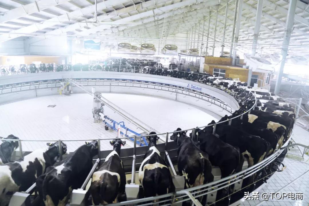 认养一头牛2020年销量,网红品牌认养一头牛的崛起之路