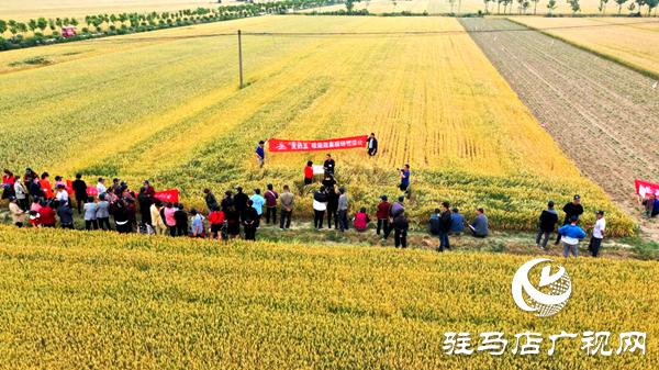 小麦空粒是什么原因,小麦瘪粒用什么药