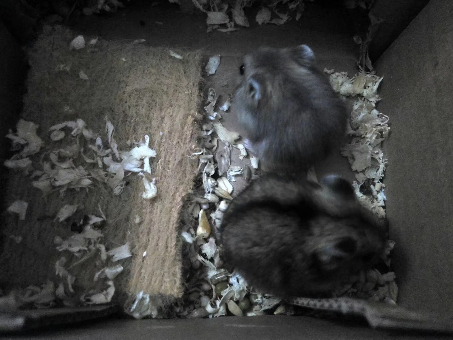 养仓鼠的注意事项和禁忌,养熊类仓鼠的注意事项