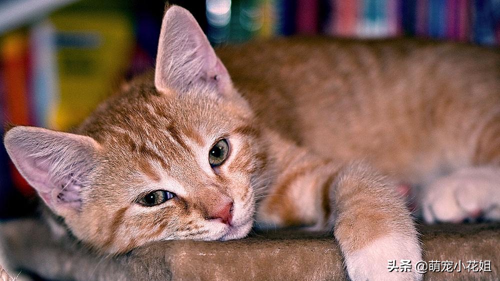 猫咪新年需要准备什么,猫咪的铲屎官注意什么