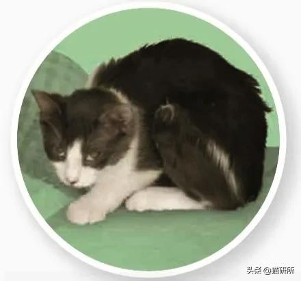 怎样才能看出猫咪对你放下警惕了,怎样发现猫咪的症状