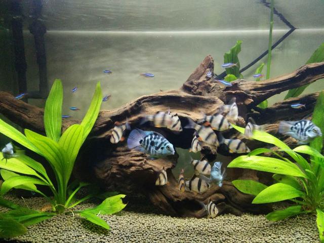 哪些观赏鱼比较皮实，如何界定观赏鱼比较容易饲养，有什么标准？