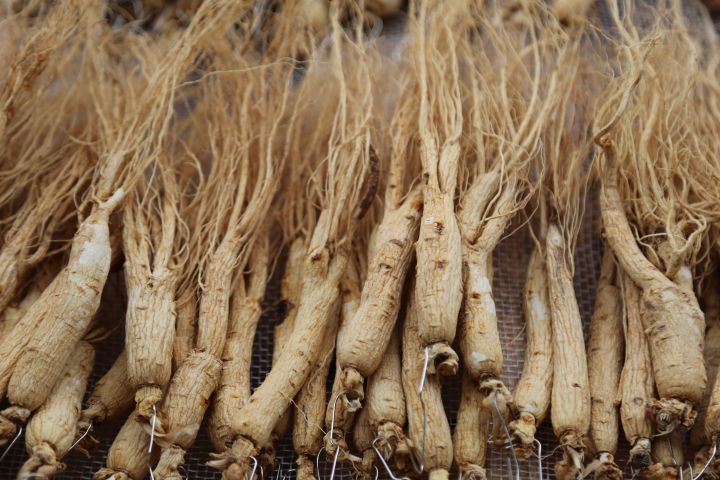 生晒参怎么烘干,生晒参怎样保管不生虫