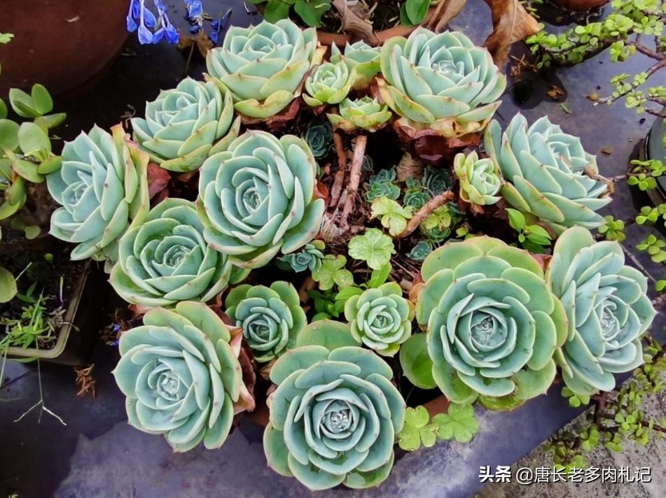 玉蝶夏季能不能摘心,怎么给多肉玉缀换盆