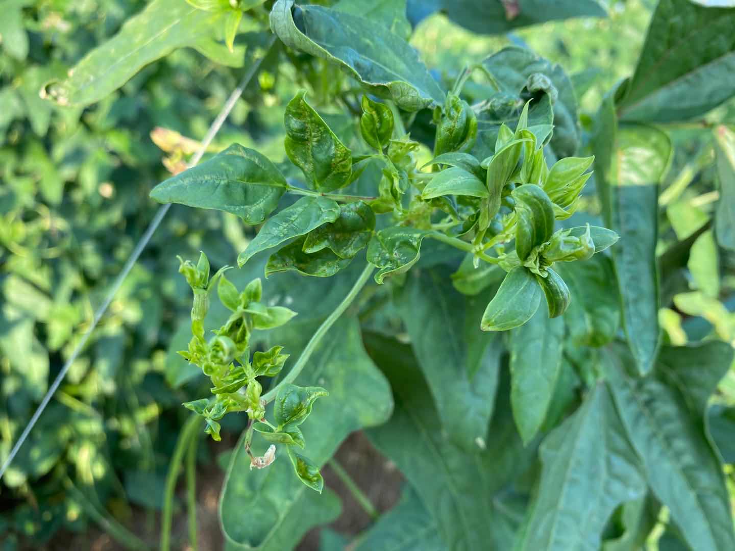 豇豆上有很多蚂蚁和蚜虫怎么除掉,豇豆上的蚜虫跟蚜虫是一个东西吗