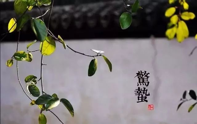 24节气适合喝什么茶,一年最热的节气宜喝什么茶