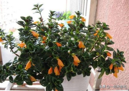 金鱼吊兰什么时候开花不能移植,金鱼吊兰很多花苞怎么就不开花