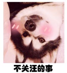 怀孕怎么科学养猫,孕期养狗技术大全