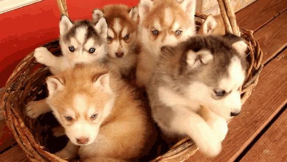 养狗之前看性格,养狗前必看