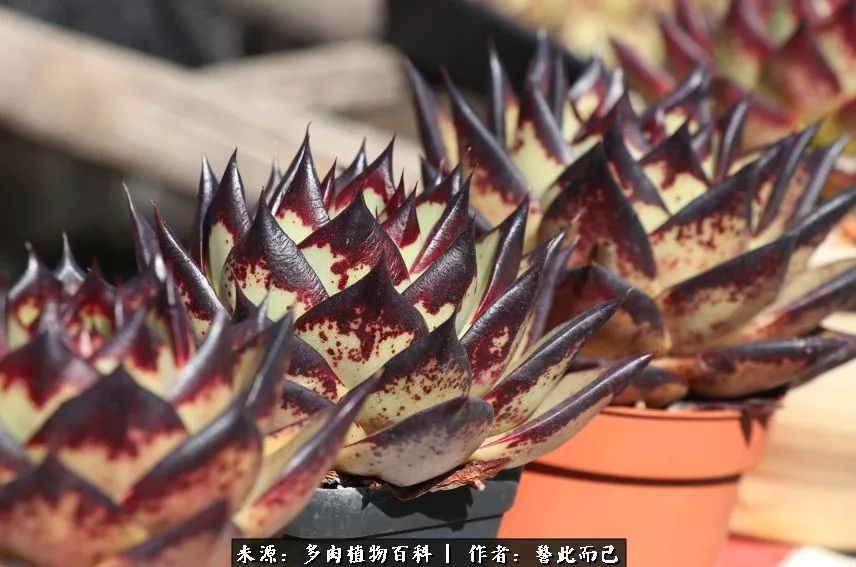 小警察的乌木：红与黑的霸气之美！