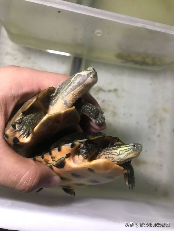 乌龟放水里一直游到岸边怎么办,乌龟溺水后眼睛是睁的还是闭的