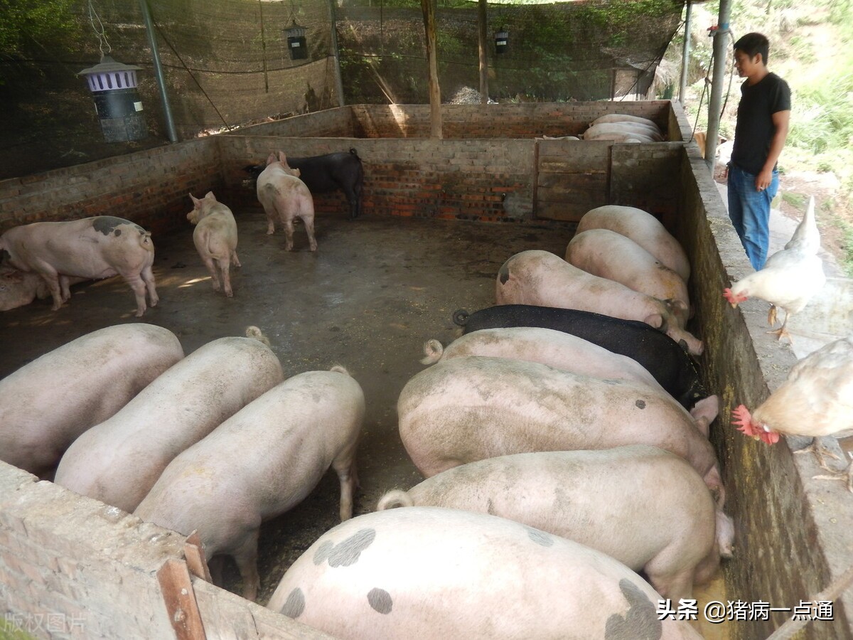 猪瘟到底是怎么回事,去年猪瘟到底是什么情况