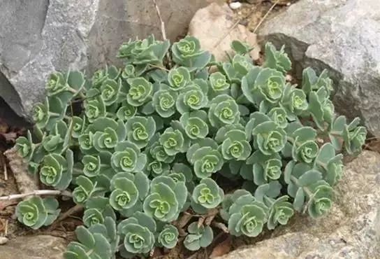 岩石花园景区,岩石园常用花卉