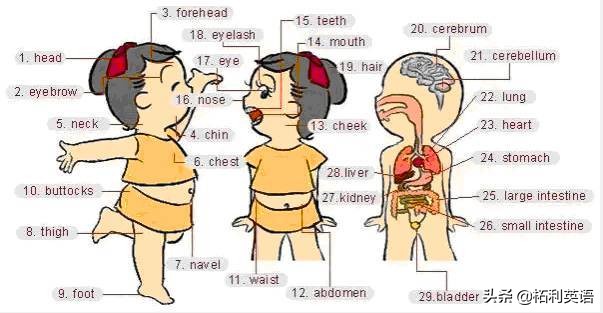 36张图记住英文生活用词,3-6岁儿童必背英语24个单词
