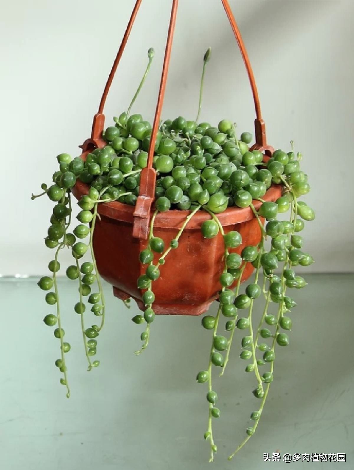 佛珠怎么养又圆又好看,佛珠不戴了要怎么处理