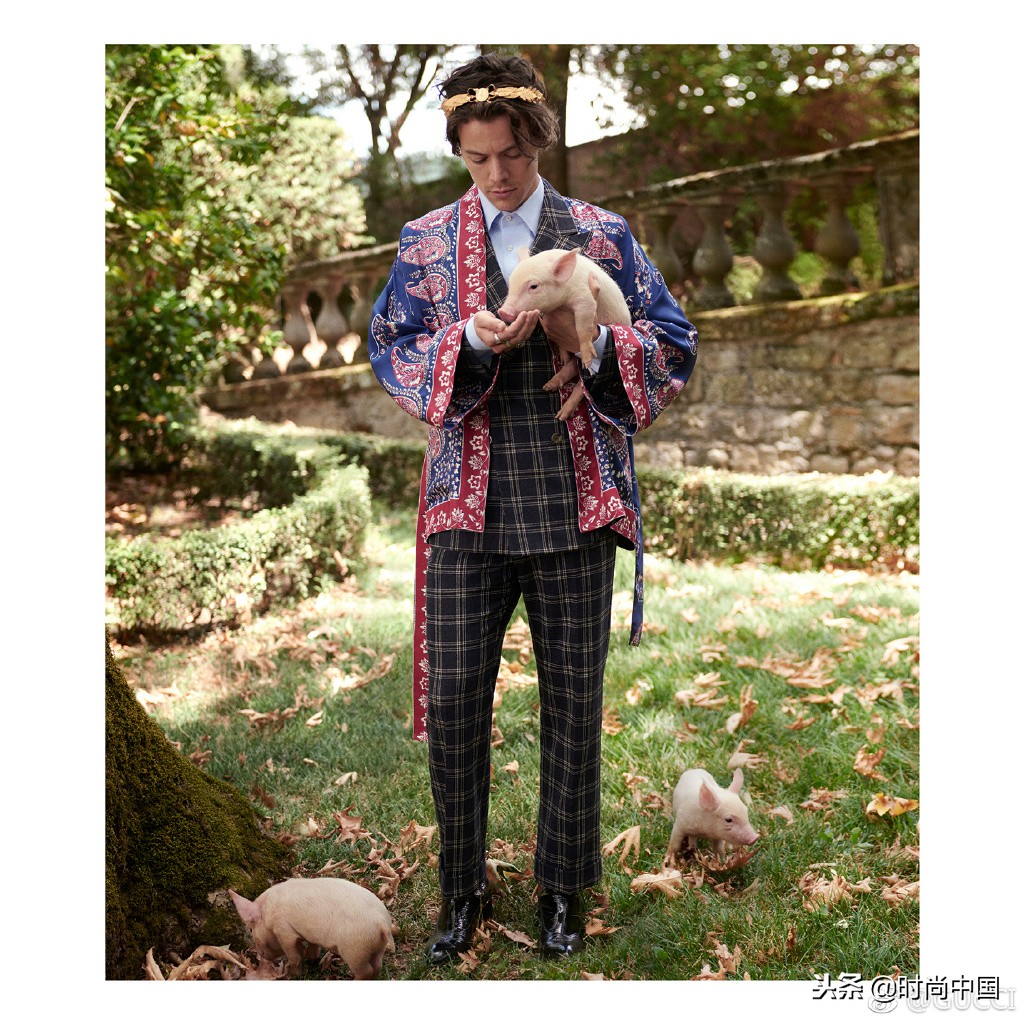 倪妮同款小猫咪,倪妮李宇春奇妙的动物