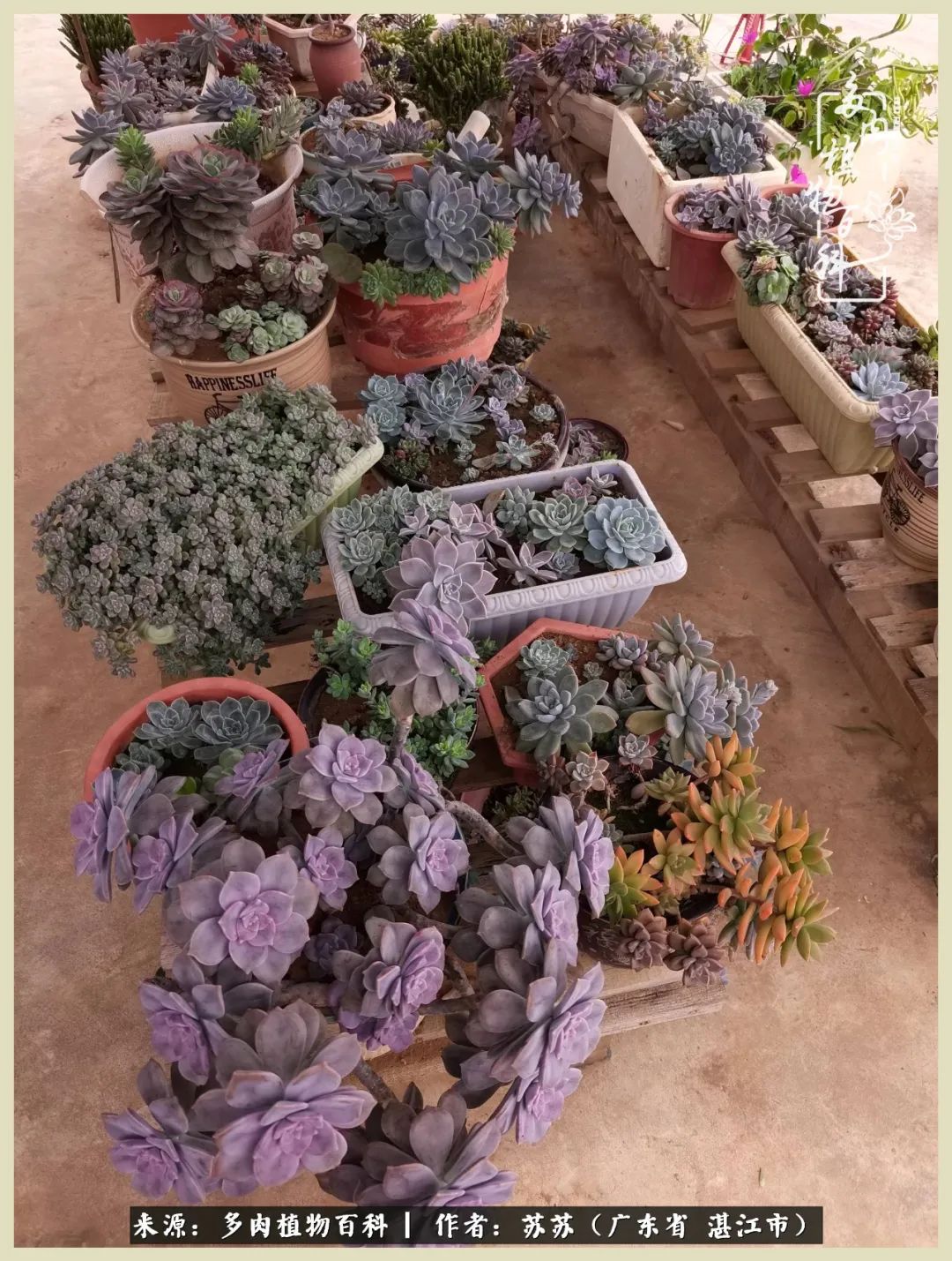 不要辜负与多肉的美好时光,多肉可以给人岁月静好的感觉