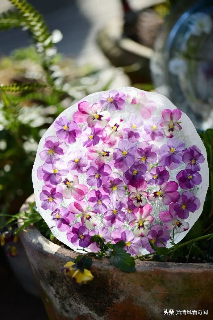 冻冰花美篇,冻冰花的美篇