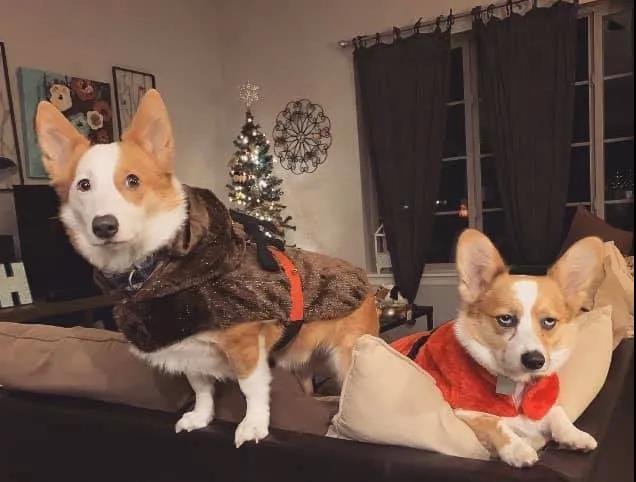 柯基犬的10个优点不养你会后悔,盘点柯基犬的缺点养之前得先知道